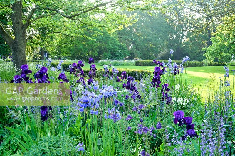 Iris 'Sable' growing with Nepeta racemosa 'Walker's Low', Iris sibirica, Stipa gigantea, Aquilegias and yew hedging - Cory Lawn, Cambridge Botanic Gardens