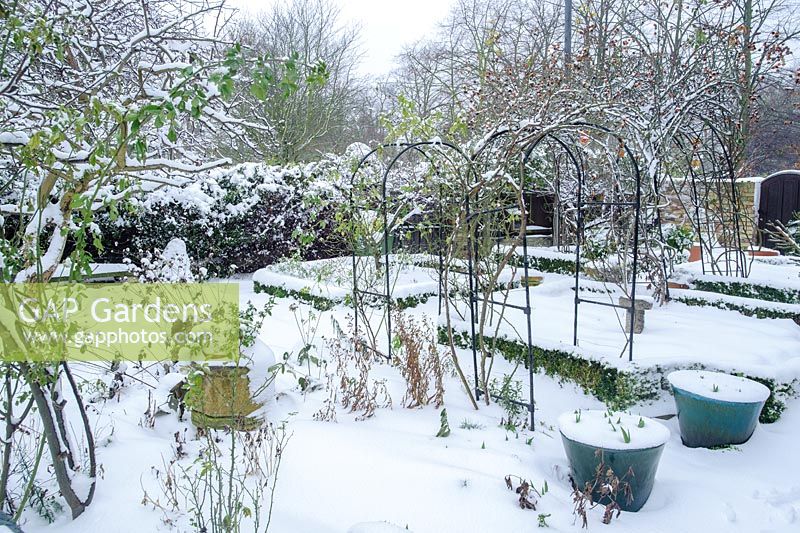 View of formal town garden after snow. Box edging and rose hips of Rosa 'Meg' growing over garden arches - Rhadegund House, New Square, Cambridge