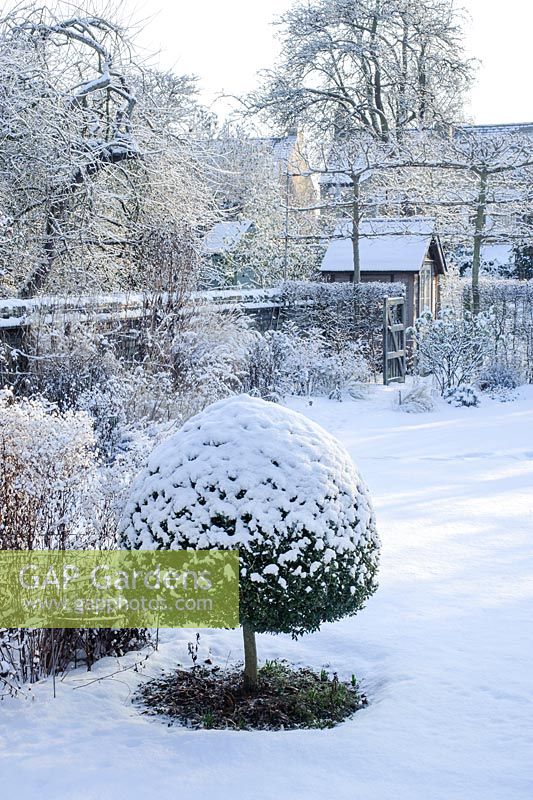Formal town garden with snow. Box topiary, ornamental seedheads and stems of herbaceous perennials, summer house, pleached field maples - Cambridge