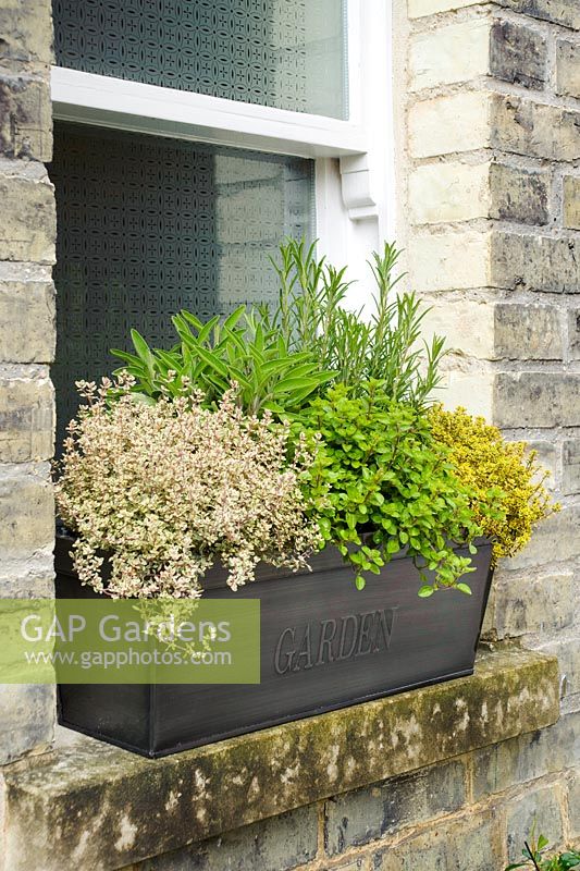 Herb trough on window ledge with thyme, origano, sage and rosemary
