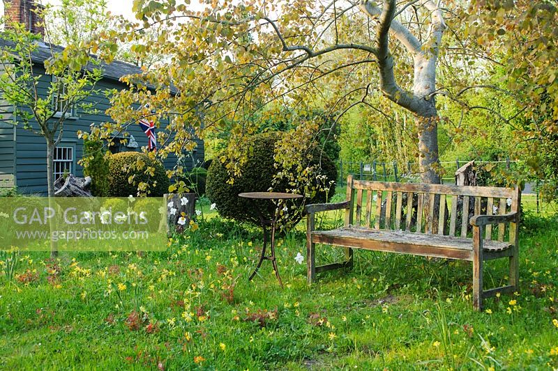 View of wild garden in spring with wooden garden bench and naturalised cowslips in grass. - The Mill House, Little Sampford, Essex