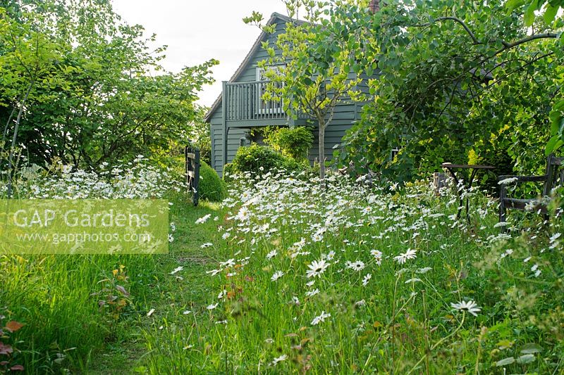 Grass path in wild garden with oxeye daisies - The Mill House, Little Sampford, Essex