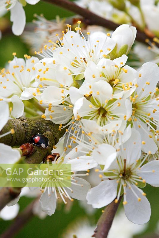 Prunus domestica 'Early Laxton' with ladybird