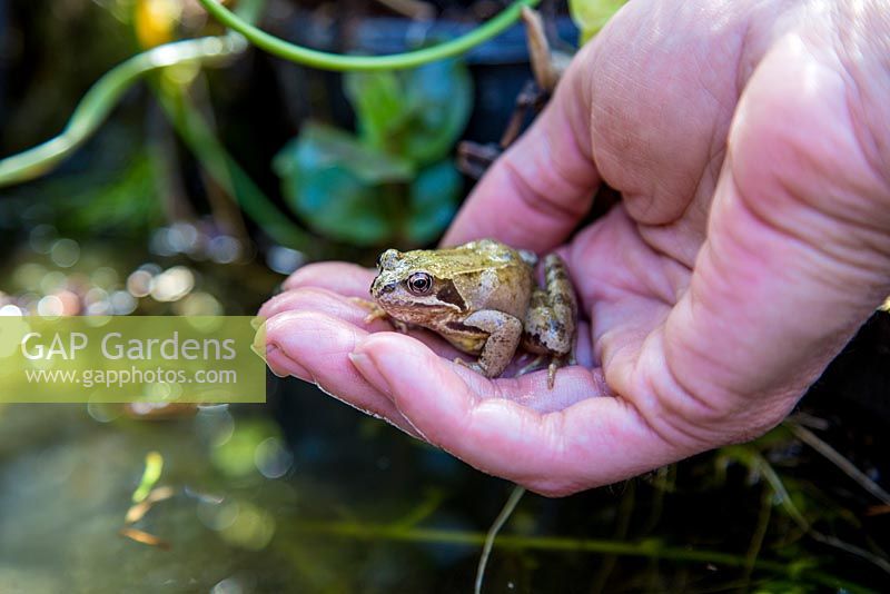 Holding a frog