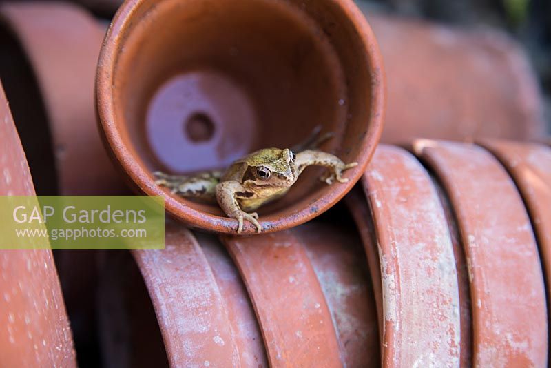 Frog in a pile of terracotta pots