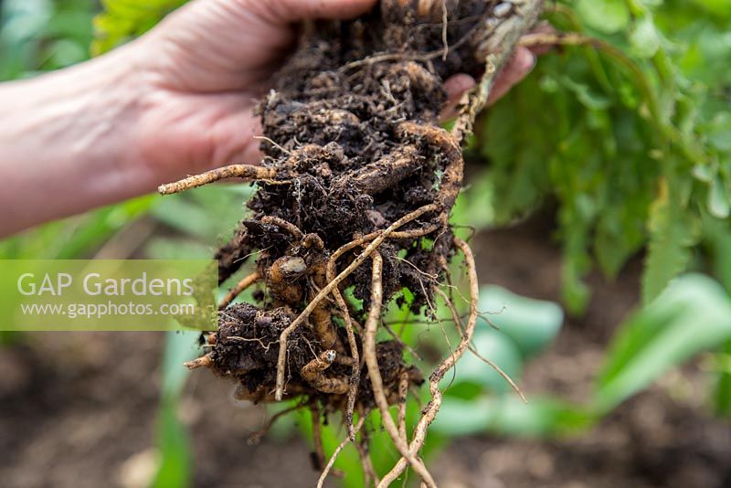 Step by Step root cuttings of Papaver orientale 'Karine'