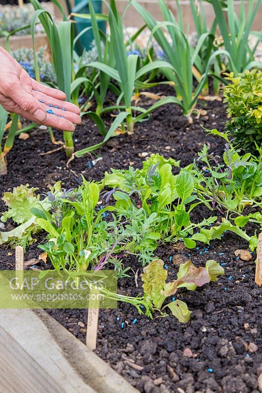 Step by Step planting of Oriental salad leaves 'All Greens Mix', Lettuce 'Webbs Wonderful' and Lettuce 'Lollo Rossa'