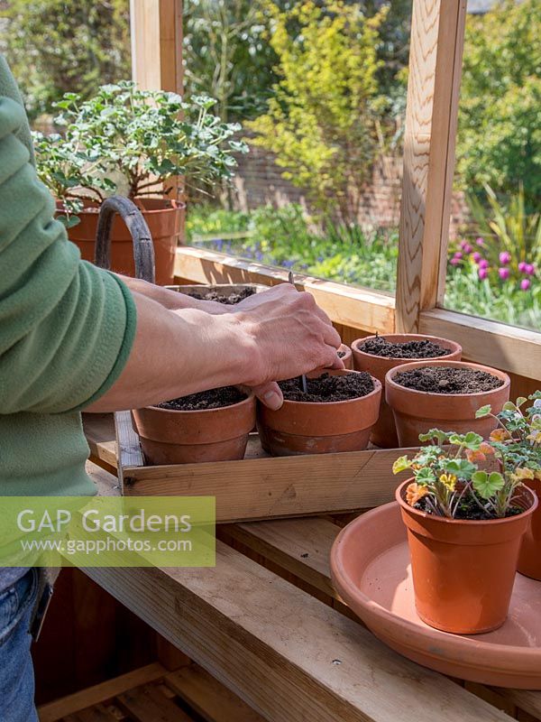Step by Step potting on Pelargonium sidoides