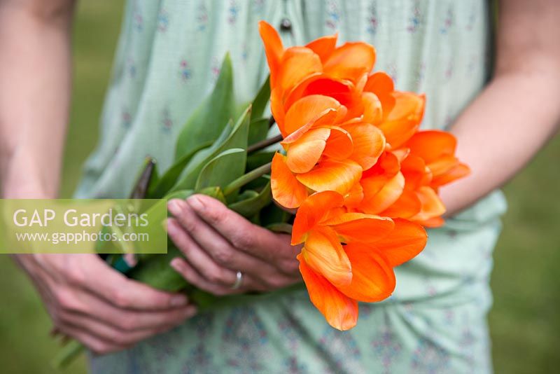 Woman holding bunch of Tulipa 'Orange Emperor'