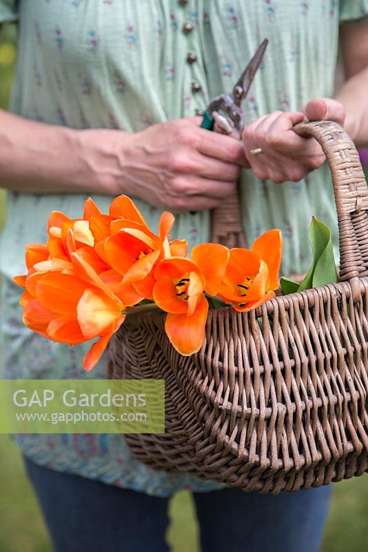 Woman holding basket of Tulipa 'Orange Emperor'