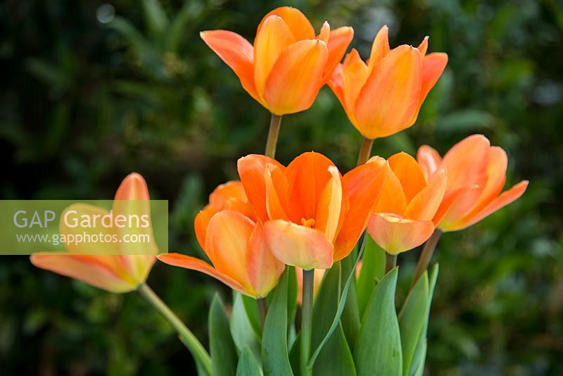 Tulipa 'Orange Emperor'