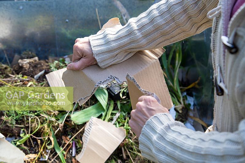 Tearing cardboard to add to compost heap