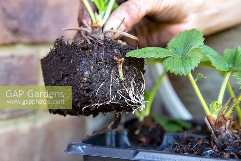 Step by step planting of Strawberry 'Pegasus'