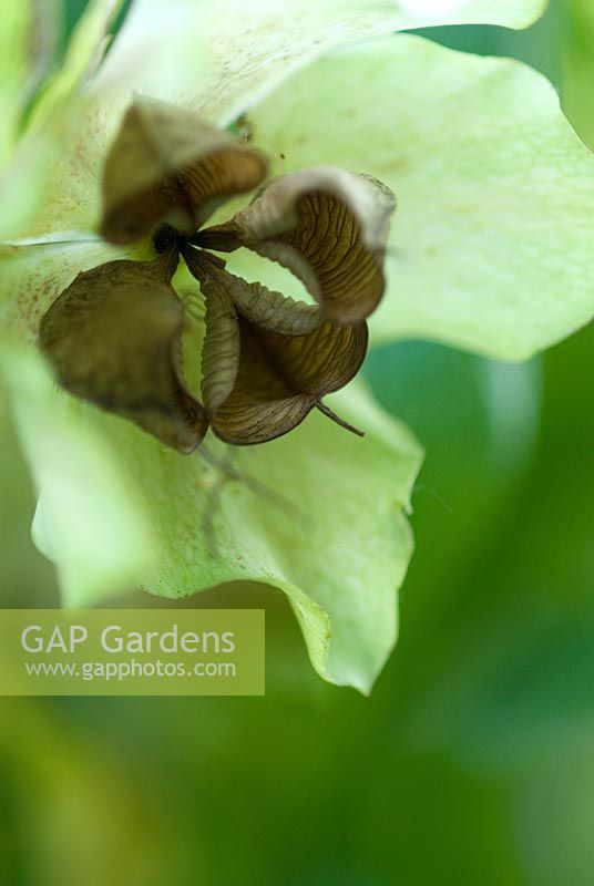 Helleborus orientalis - Seed pods in June, Richard Ayres' Garden