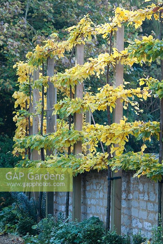 Carpinus betulus - Young Pleached hornbeams against stone wall in November - Swaffham Prior