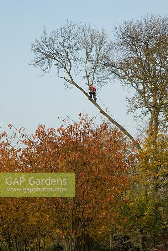 Tree surgeon with a chainsaw on a high branch, November - Swaffam Prior