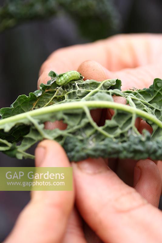 A gardener examining the underside of an organic black kale leaf and finding a cabbage white butterfly caterpillar