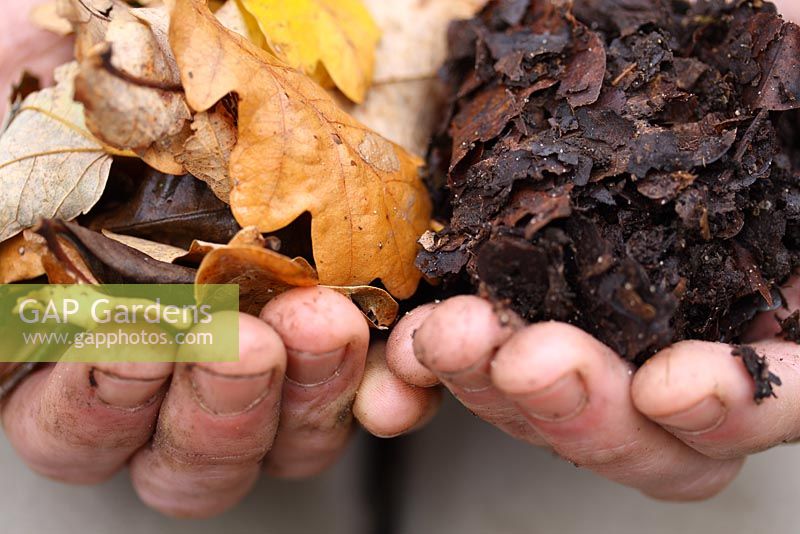 Leaf mold made with oak leaves, gardener's hands showing the breaking down process