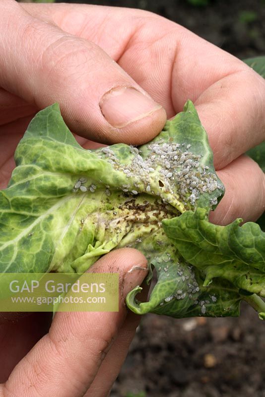Brassica oleracea 'Late Purple Sprouting' - Examining Mealy Cabbage aphids on an organic broccoli plant