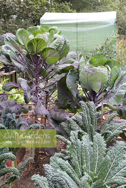 An organic kitchen garden with Brassica oleracea 'Red Delicious Seeds' and Brassica oleracea 'Nero De Toscana', plastic greenhouse in background