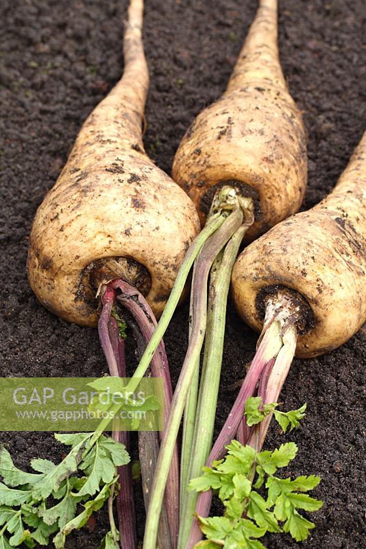 Pastinaca sativa 'Gladiator F1' - Three organic parsnips