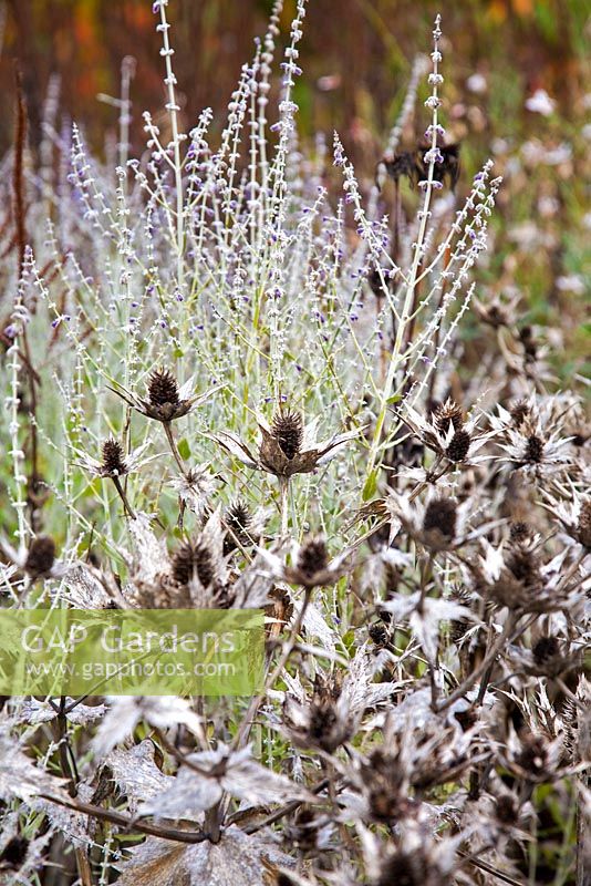 Eryngium giganteum 'Miss Willmott's Ghost' and Perovskia atriplicifolia 'Little Spire' - RHS Wisley