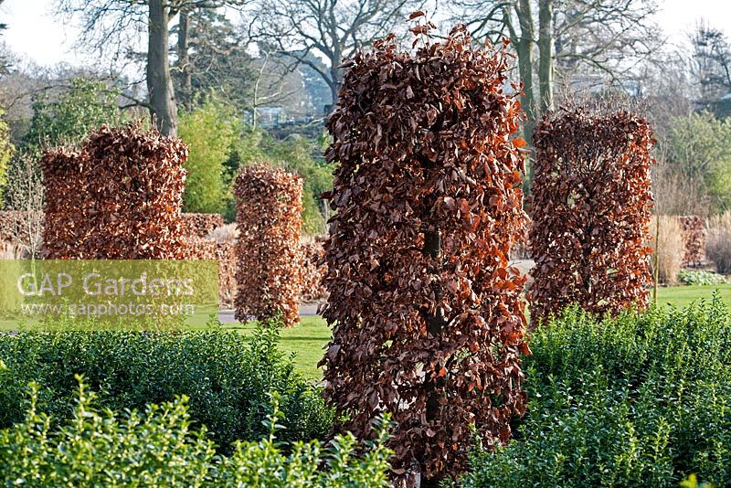 Columns of Fagus sylvatica, underplanted with Sarcococca confusa - RHS Wisley in Winter