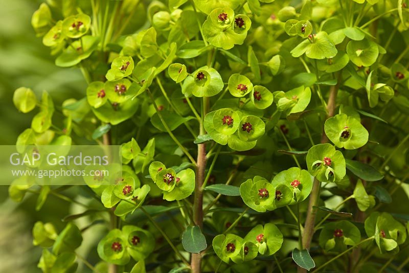 Euphorbia x martinii 'Tiny Tim' - Martin's Cushion Spurge 