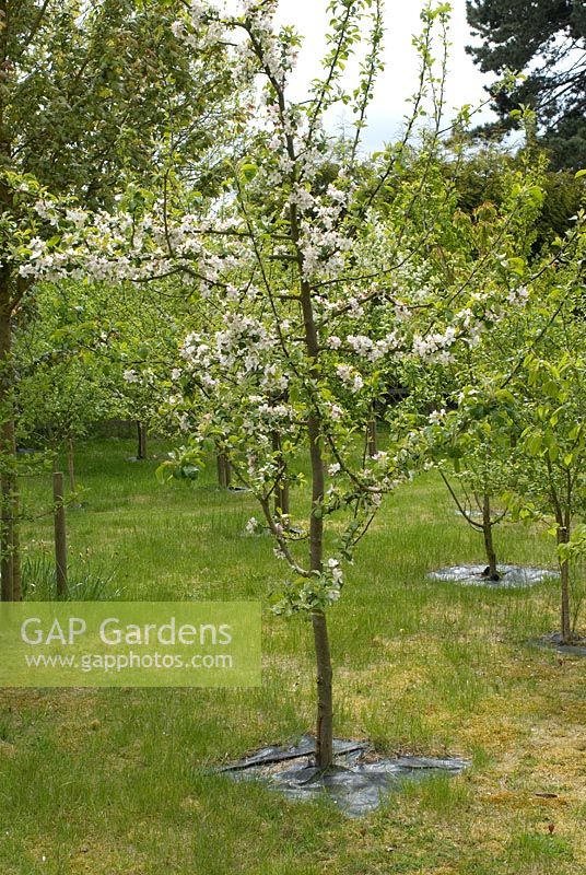 Malus - Young apple tree in blossom with matting to suppres weeds in May, Cambridgeshire