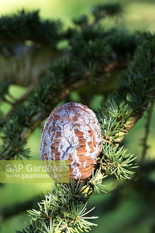 Cedrus Brevifolia - Cyprus cedar tree cone covered in sap