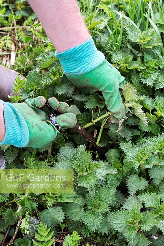 Urtica dioica - Foraging wild food. Man cutting young stinging nettles with scissors in spring