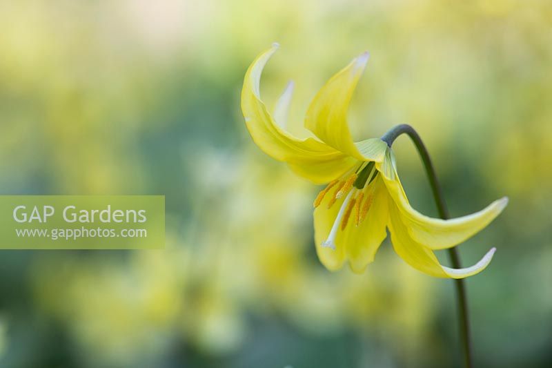 Erythronium pagoda - Dogs tooth violet, also known as Trout lily 
