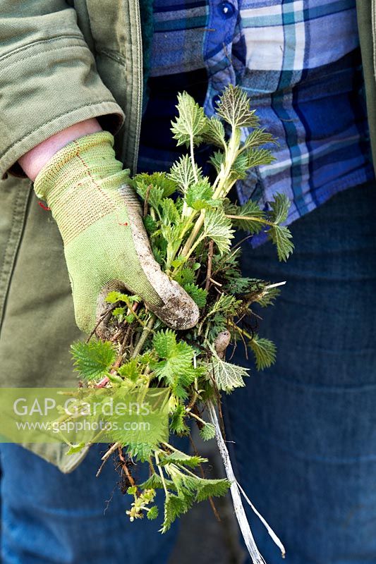 Gardener holding weeded stinging nettles