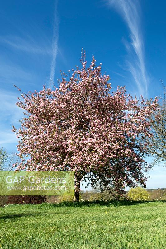 Malus x Micromalus - Midget Crabapple or Kaido Crabapple in blossom at RHS Wisley Gardens