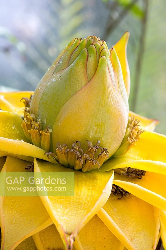 Musa Lasiocarpa - Chinese dwarf banana flower