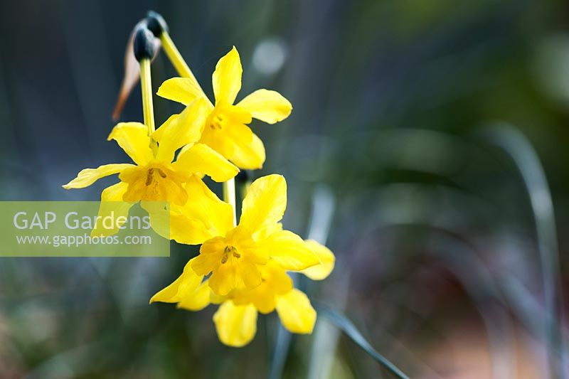 Narcissus jonquilla subsp. Cordubensis flowers