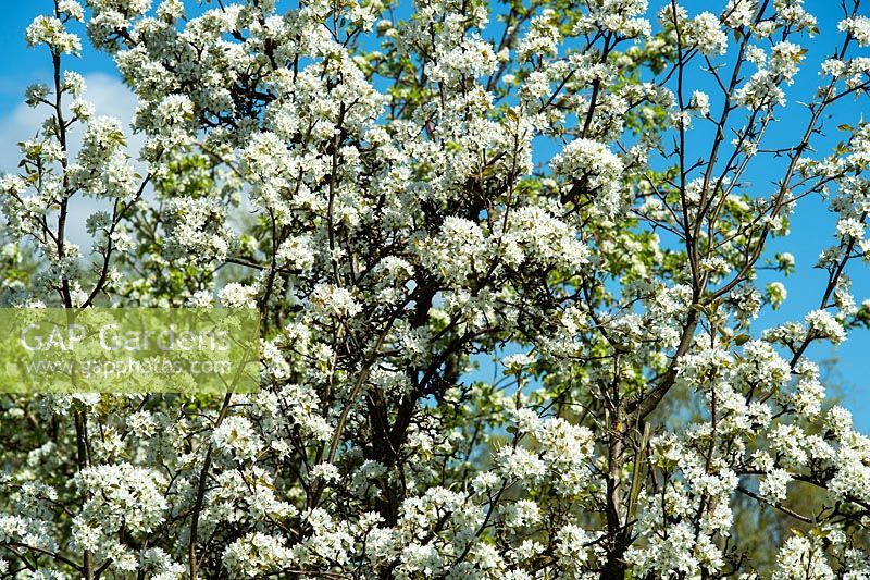 Pyrus pyrifolia culta - Pear tree blossom. RHS Wisley Garden