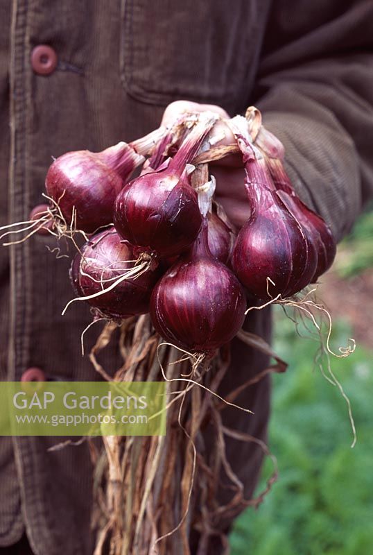 Gardener holding a bunch of organic onions 'Red Baron'