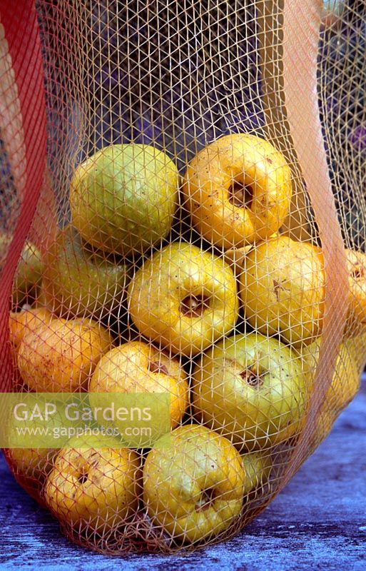 Chaenomeles superba 'Boule de Feu' - Bag of quinces on a rustic wooden surface