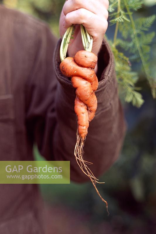 Daucus carota 'Autumn King' - Gardener holding carrots which have interwined