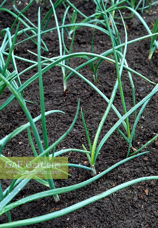 Allium cepa 'Red Baron' - Bed of young red onions