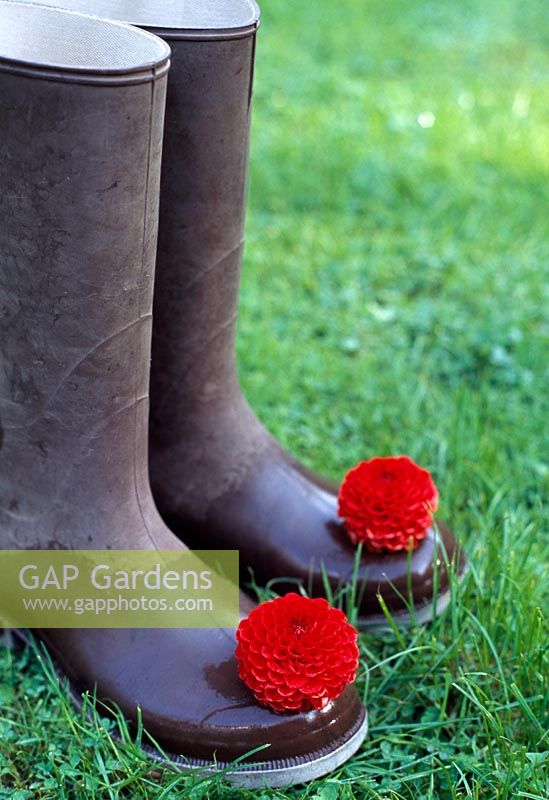 Pair of wellington boots on a lawn with a red Dahlia pompon flower on each toe