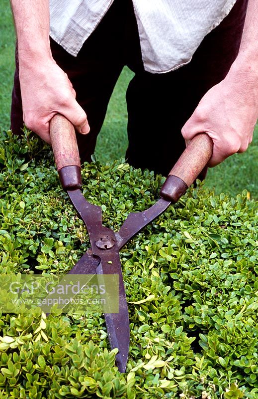Clipping a box hedge with traditional shears
