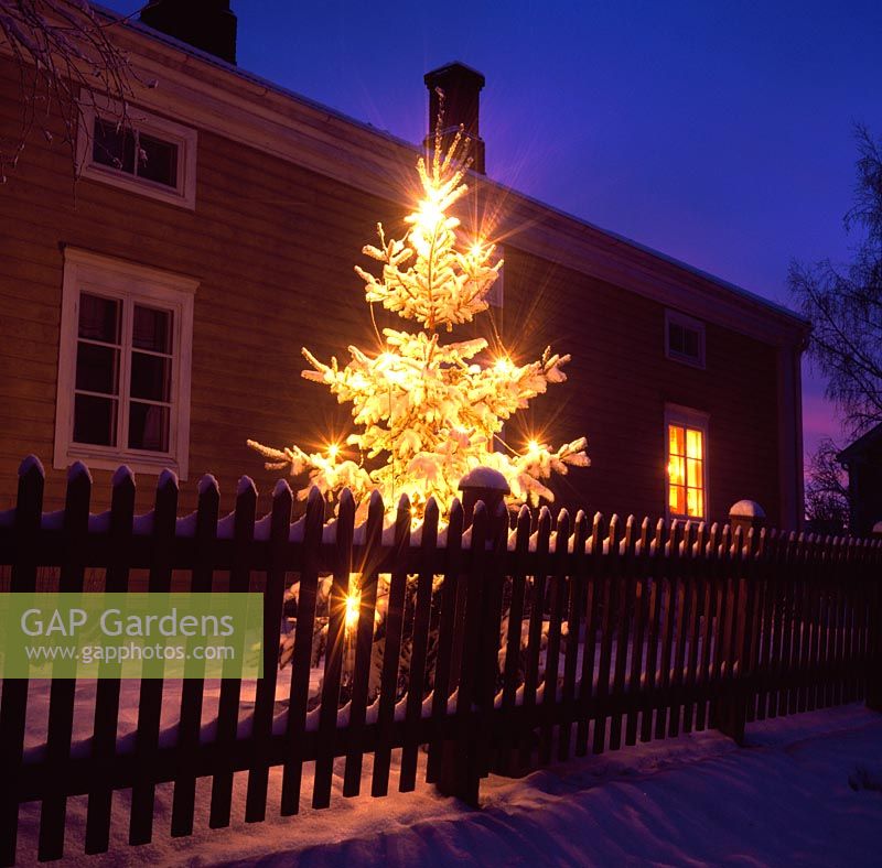 Picea abies - Snow laden Norway spruce with Christmas lights, Finland