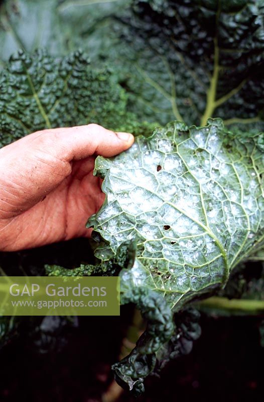 Aleyrodes brassicae - Gardener revealing cabbage whitefly larvae on the underside of a savoy cabbage