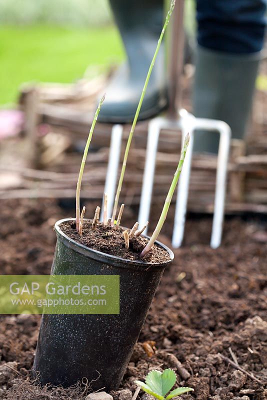 Planting asparagus in raised bed - Preparing bed with garden fork.