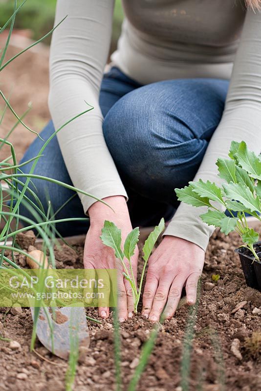 Woman planting seedling of kholrabi  Brassica oleracea var. gongylodes 'Wiener' in raised bed