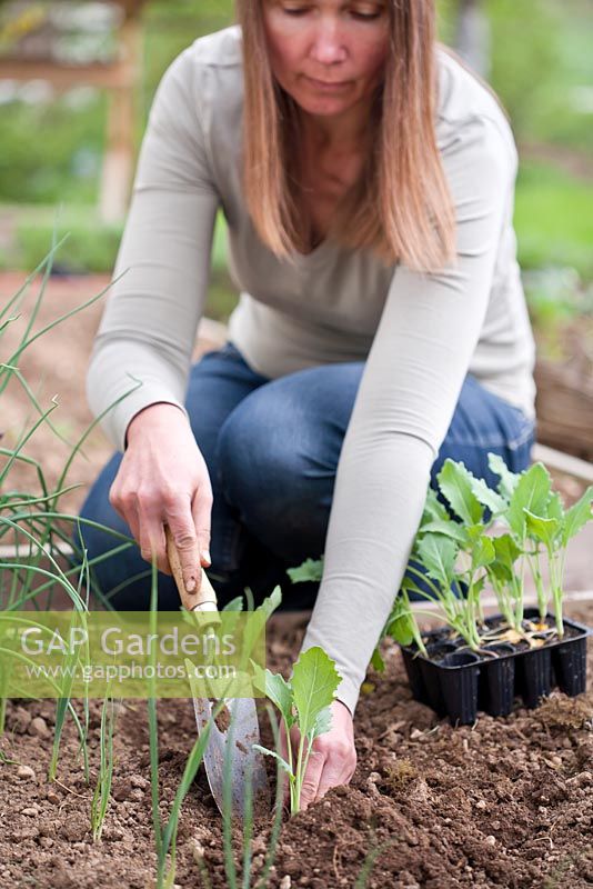 Woman planting seedling of Brassica oleracea var. gongylodes 'Wiener' in raised bed
