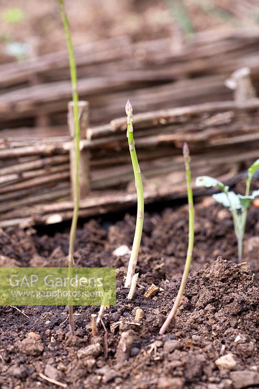 Planting asparagus in raised bed