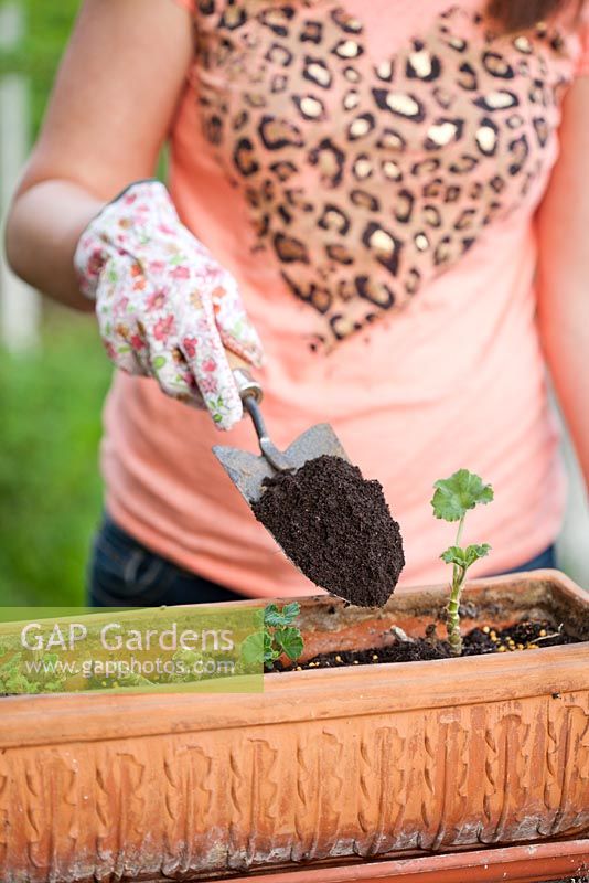 Overwintered Pelargonium - Adding more compost after fertilizer